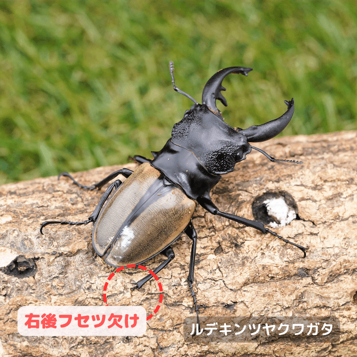 ルデキンツヤクワガタ単品B品オス中歯70mmUP(右後フセツ欠け)（ジャンビ産）累代WD(虫)