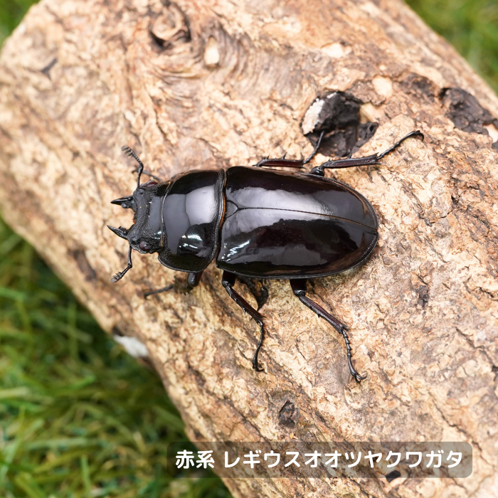 赤系レギウスオオツヤクワガタ単品メス40mmUP（カメルーン産）累代CB(虫)