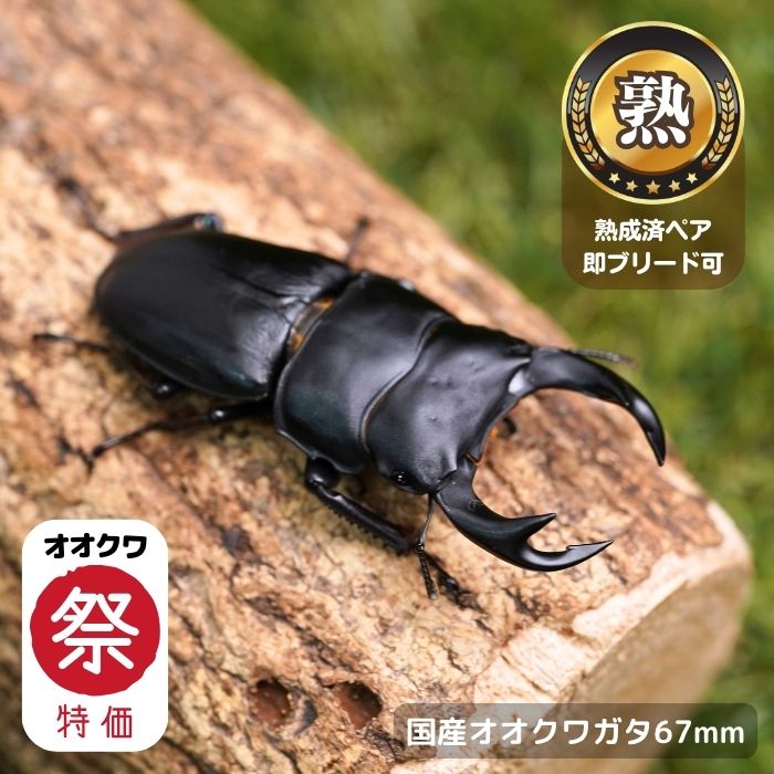 【オオクワ祭り限定 特別感謝価格 39％OFF！】 国産オオクワガタペアオス65mmUP（産地不明）累代CB※成熟済み(虫)