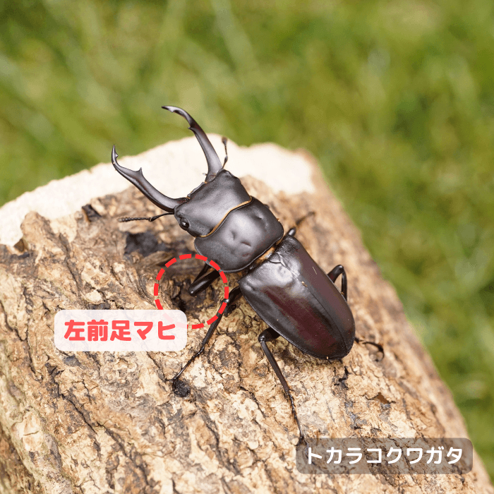トカラコクワガタ単品B品オス45mmUP(左前足マヒ)（諏訪之瀬島産）累代F3(虫)