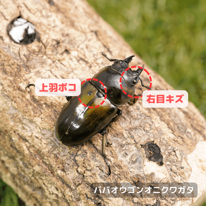 ババオウゴンオニクワガタ単品B品メス45mmUP(上羽ボコ、右目キズ)（タニンダーリ産）累代CBF3(虫)