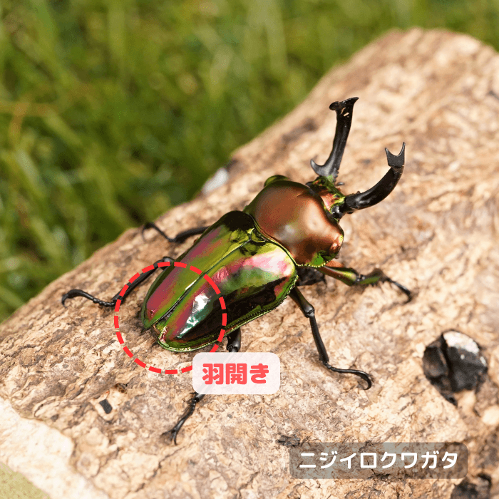 ニジイロクワガタ単品B品オス55mmUP(羽開き)（クイーンズランド産）累代CBF1(虫)