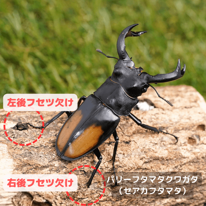 パリーフタマタクワガタ（セアカフタマタ）単品B品オス80mmUP(右後フセツ欠け,左後フセツ欠け)（ジャンビ産）累代WD(虫)