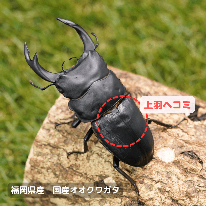 福岡県産オオクワガタ単品B品オス80mmUP(上羽ヘコミ) 累代CBF5(虫)※成熟済み(虫)
