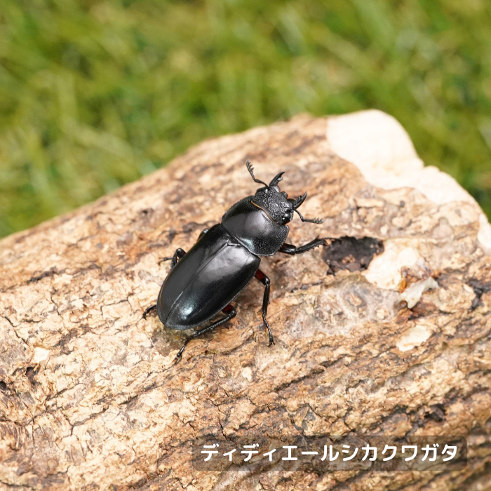 ディディエールシカクワガタ単品メス30mmUP（マレーシア・ゲンティンハイランド産）累代CBF2(虫)