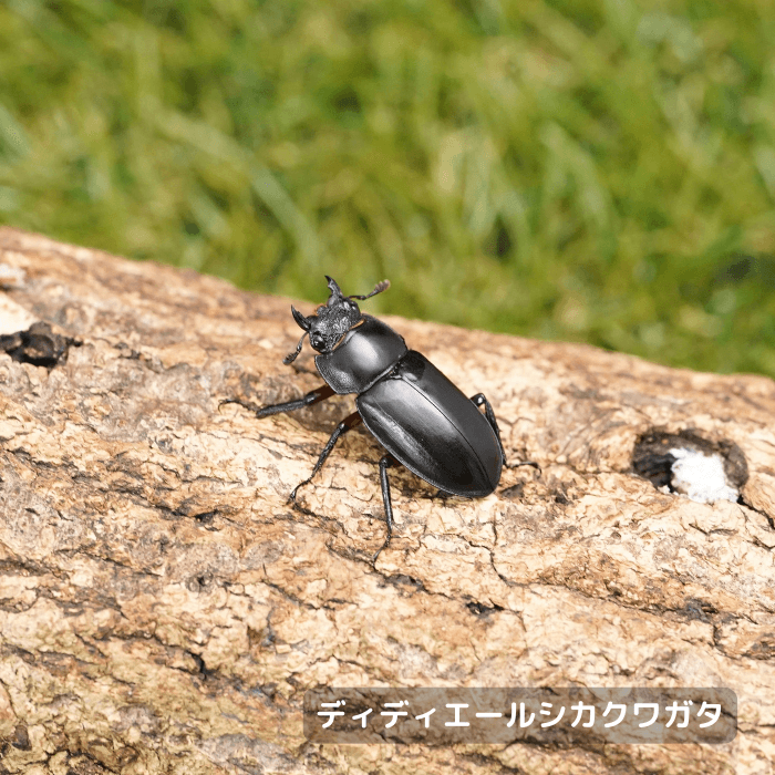ディディエールシカクワガタ単品メス25mmUP（マレーシア・ゲンティンハイランド産）累代CBF2(虫)
