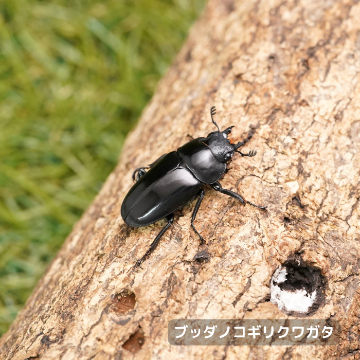 ブッダノコギリクワガタ単品メス30mmUP（ミンダナオ島産）累代WF1(虫)