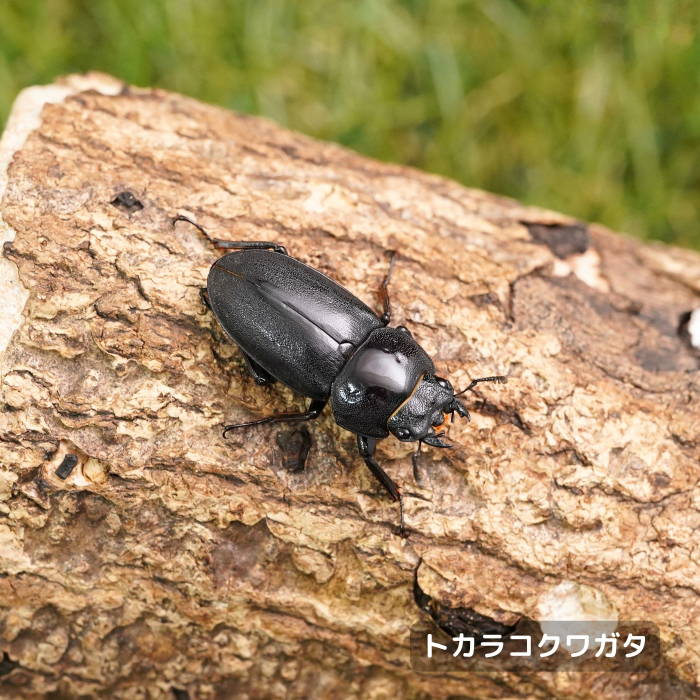トカラコクワガタ単品メス30mmUP（諏訪之瀬島産）累代F3(虫)