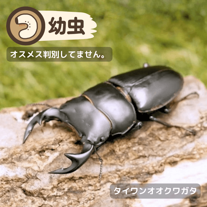 タイワンオオクワガタ幼虫（南投懸産）累代CBF1(虫)