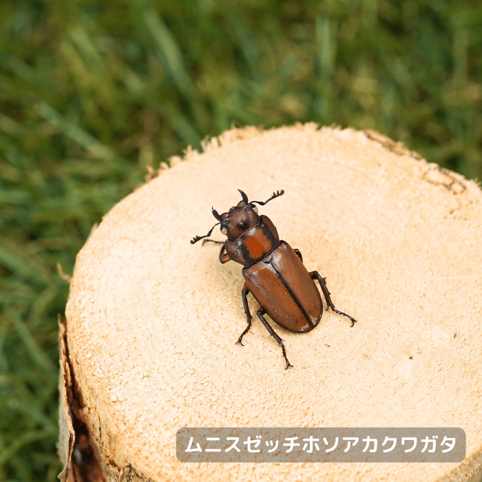 ムニスゼッチホソアカクワガタ単品メス20mmUP（台湾産）累代CBF2(虫)