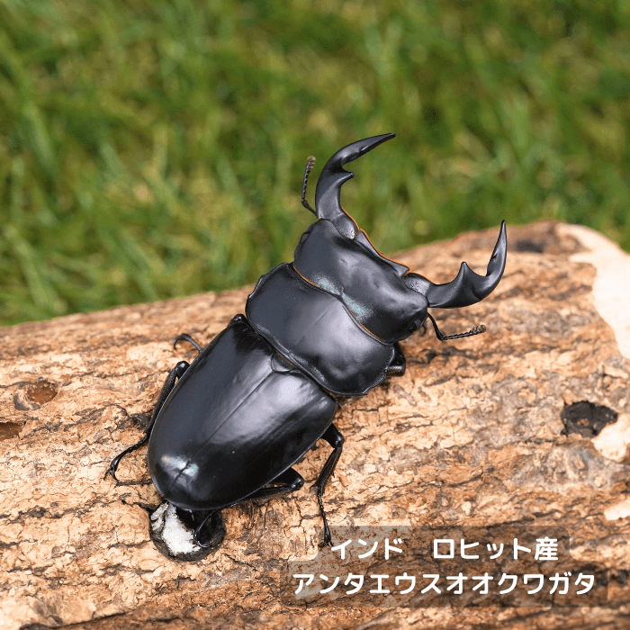 月夜野きのこ園クワガタ菌床販売部 / アンタエウスオオクワガタペア