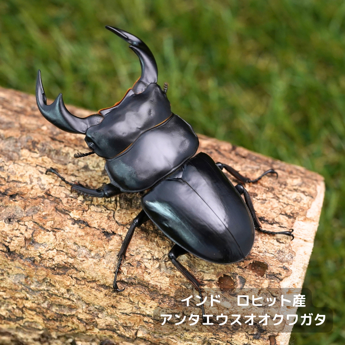 アンタエウスオオクワガタペアオス80mm(インド ロヒット産)累代F4(虫)