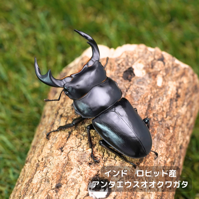 アンタエウスオオクワガタペアオス75mm（インド　ロヒット産）累代F4(虫)