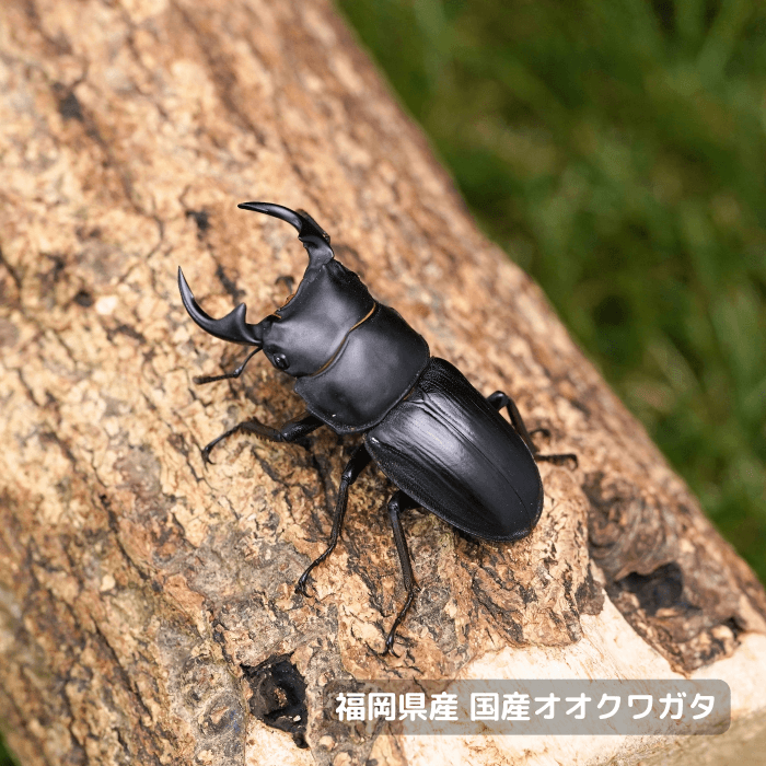福岡県産オオクワガタ単品オス45mmUP 累代CBF7(虫)