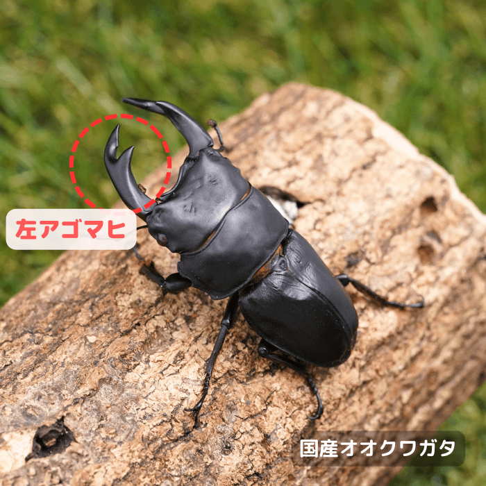 国産オオクワガタ単品B品オス70mmUP(左アゴマヒ)（産地不明）累代CB※成熟済み(虫)