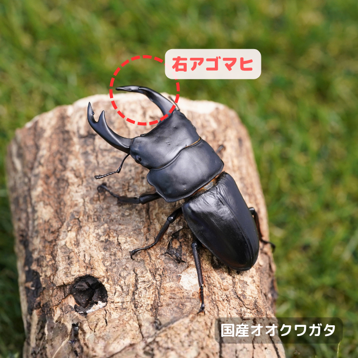 国産オオクワガタ単品B品オス70mmUP(右アゴマヒ)（産地不明）累代CB※成熟済み(虫)