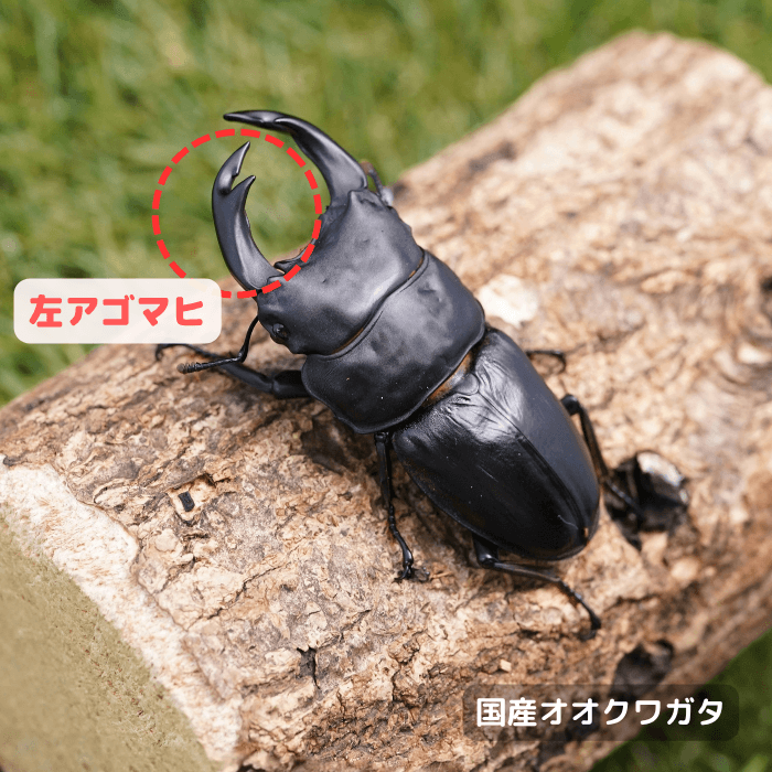 月夜野きのこ園クワガタ菌床販売部 / 成虫