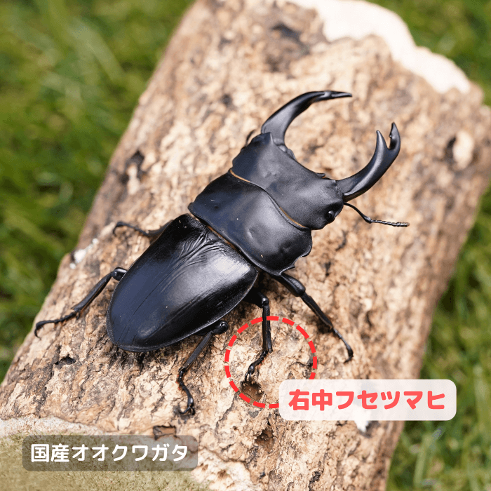 国産オオクワガタ単品B品オス72.5mmUP(右中フセツマヒ)（産地不明）累代CB※成熟済み(虫)