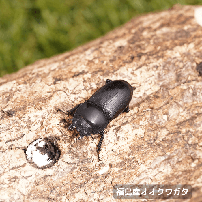 天然国産オオクワガタ単品メス32.7mm（産地：福島県）ライトトラップ(虫)