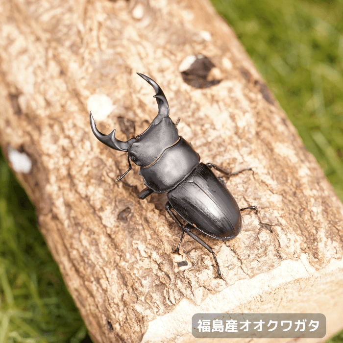 天然国産オオクワガタ単品オス55.5mm （産地：福島県）ライトトラップ(虫)