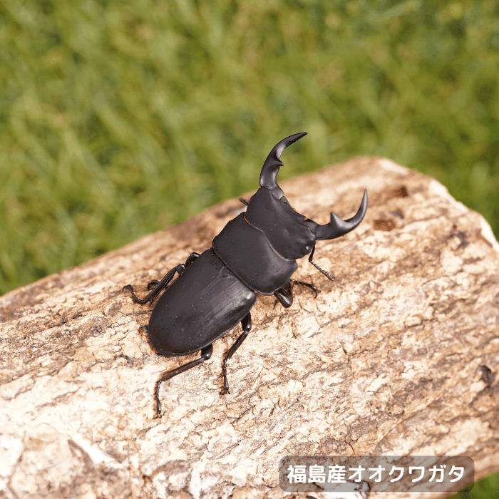 天然国産オオクワガタ単品オス53.5mm （産地：福島県）ライトトラップ(虫)