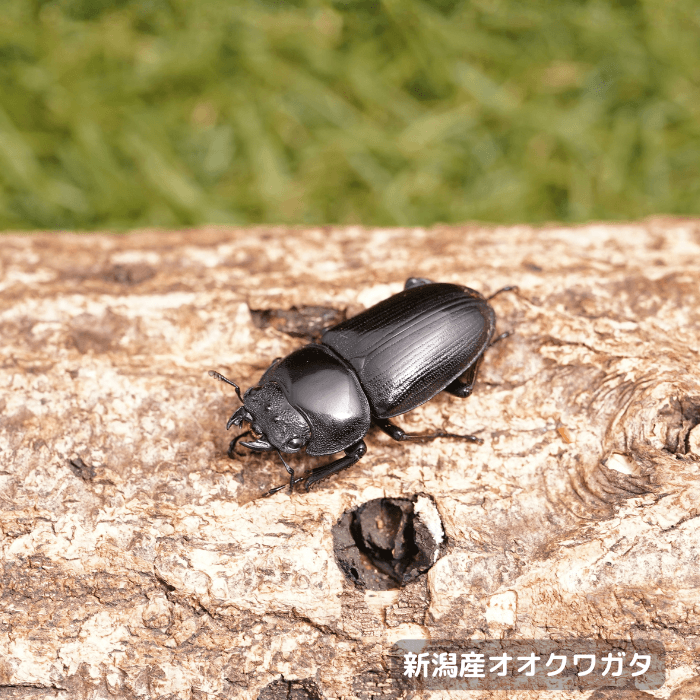天然国産オオクワガタ単品メス35.7mm（産地：新潟県）ライトトラップ(虫)