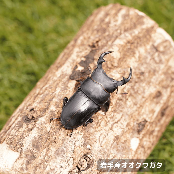 天然国産オオクワガタ単品オス52.7mm（産地：岩手県）野外採集個体(虫)