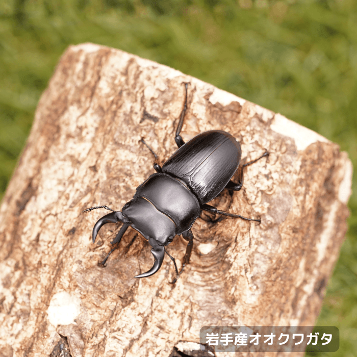 天然国産オオクワガタ単品オス43.7mm（産地：岩手県）野外採集個体(虫)