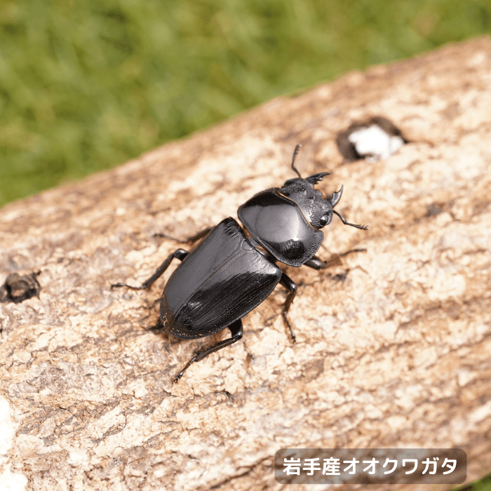 天然国産オオクワガタ単品メス40.3mm（産地：岩手県）野外採集個体(虫)
