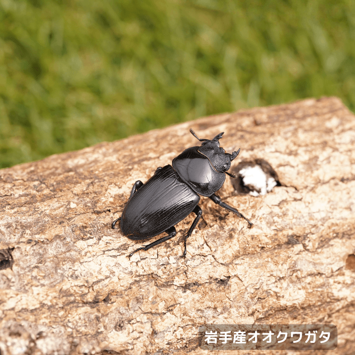 天然国産オオクワガタ単品メス37mm（産地：岩手県）野外採集個体(虫)