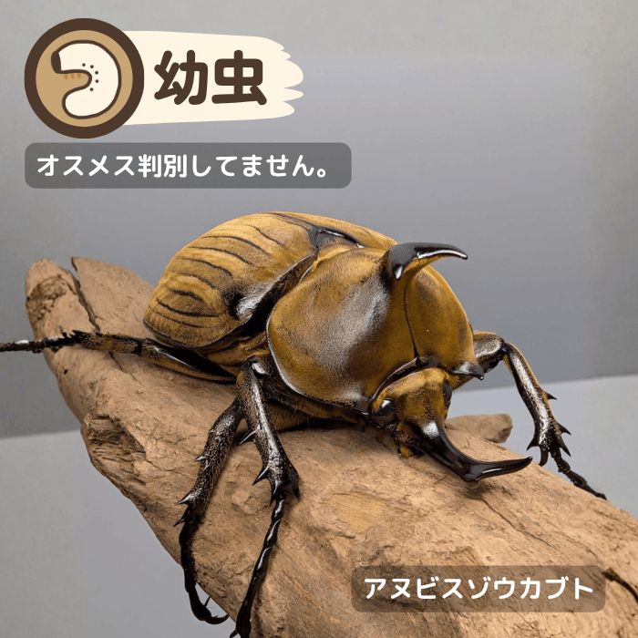 アヌビスゾウカブト幼虫（ブラジル産）累代CBF1(虫)