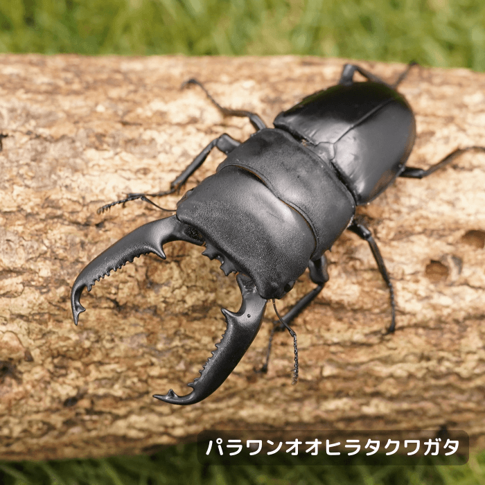パラワンオオヒラタクワガタペアオス85mmUP（バタラダ産）累代WD(虫)
