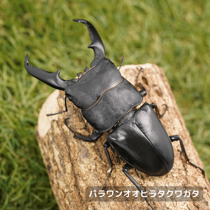 パラワンオオヒラタクワガタペアオス95mmUP（バタラダ産）累代WD(虫)