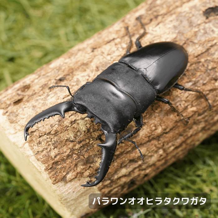 パラワンオオヒラタクワガタペアオス90mmUP（バタラダ産）累代WD(虫)