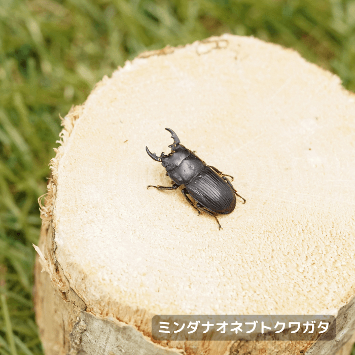 ミンダナオネブトクワガタ オス20mmUP×1・メス15mmUP×2 （ミンダナオ島産）累代WF1(虫)