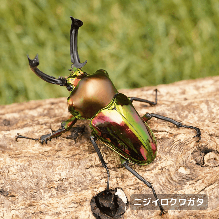 ニジイロクワガタペアオス60mmUP（クイーンズランド産）累代CBF1(虫)