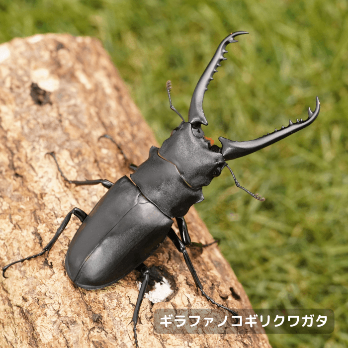 ギラファノコギリクワガタペアオス85mmUP（フローレス産）累代WF2(虫)