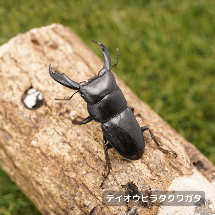 テイオウヒラタクワガタ単品オス65mm（ルソン産）累代CBF2(虫)