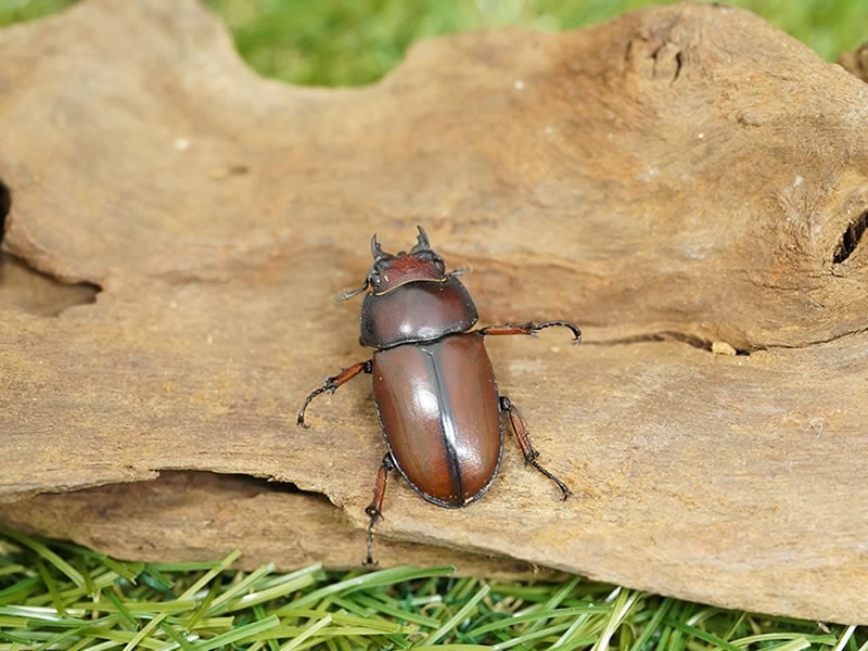 月夜野きのこ園クワガタ菌床販売部 / アスタコイデスノコギリクワガタ