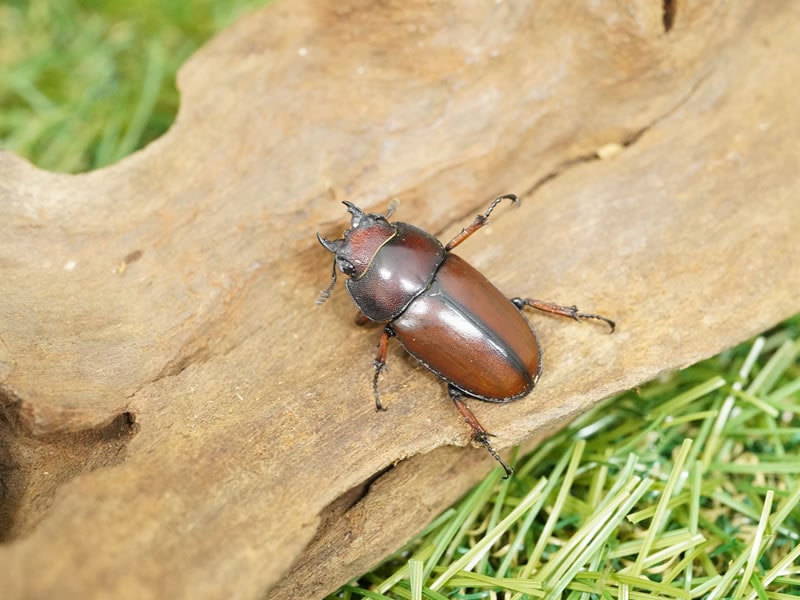 月夜野きのこ園クワガタ菌床販売部 / アスタコイデス