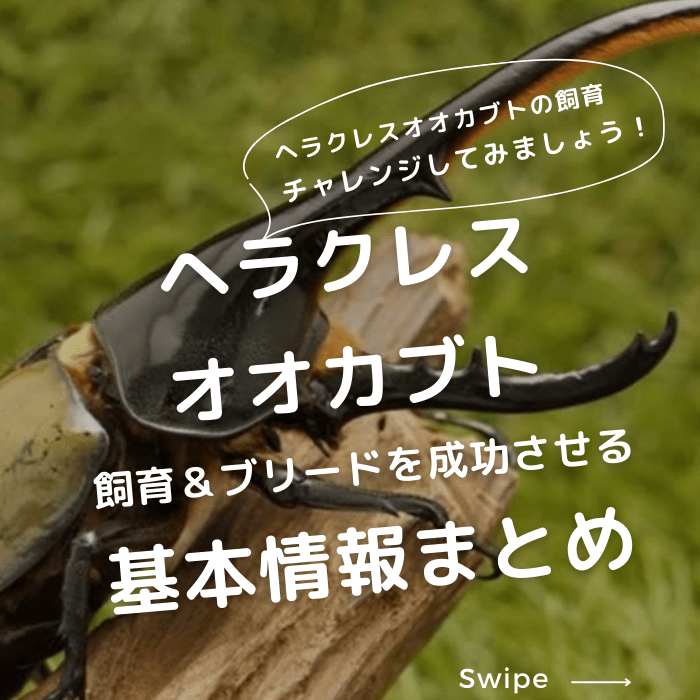 月夜野きのこ園クワガタ菌床販売部 / ヘラクレスリッキーペア