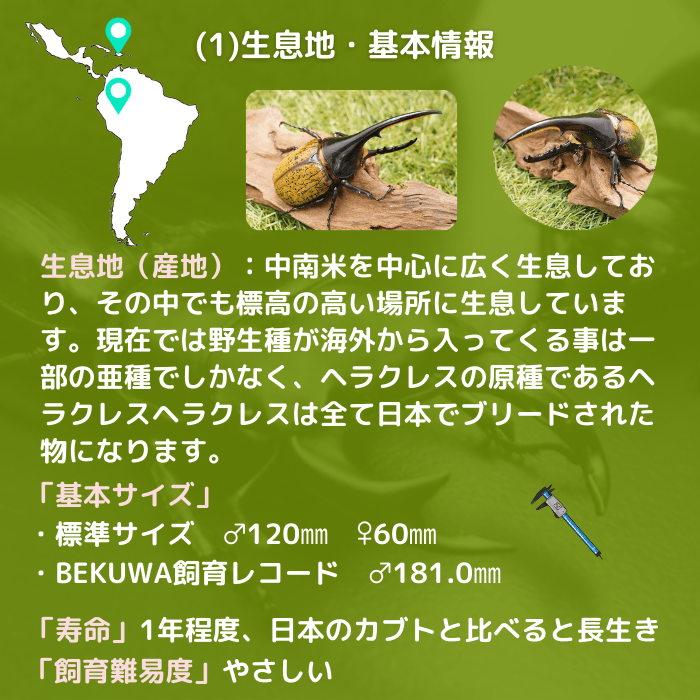 ヘラクレスオオカブト（黒翅） 【カブトムシ大全】 | ksynceo009