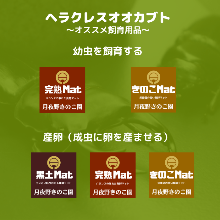 月夜野きのこ園クワガタ菌床販売部 / ヘラクレスヘラクレス