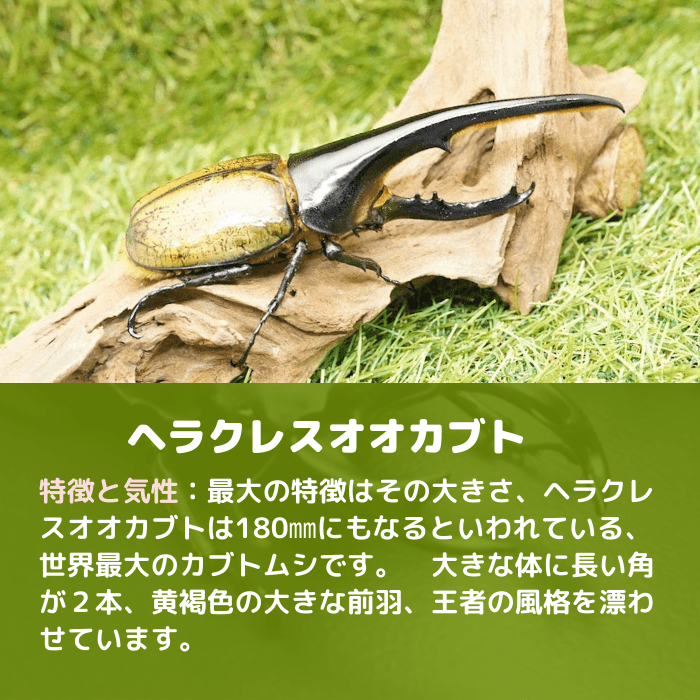 月夜野きのこ園クワガタ菌床販売部 / ヘラクレス幼虫※親虫オス165mm