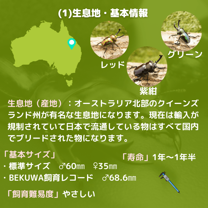 月夜野きのこ園クワガタ菌床販売部 / 特選緑ニジイロクワガタ