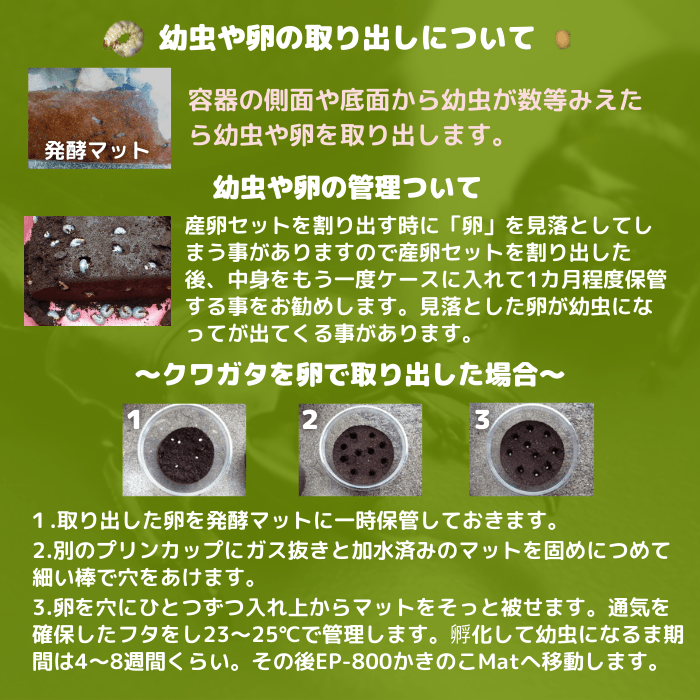 月夜野きのこ園クワガタ菌床販売部 / ダークレッドニジイロ