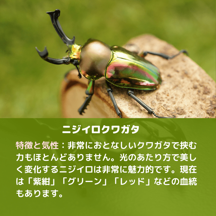 きのこ都内23区送料無料✨クムシルクMG✨絨毯 絨毯 | 浅草 | ペルシャ絨毯専門店 ライオンラグス