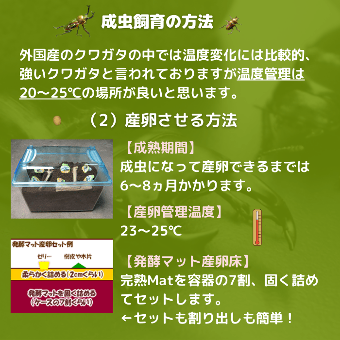月夜野きのこ園クワガタ菌床販売部 / 紫紺ニジイロクワガタ単品B