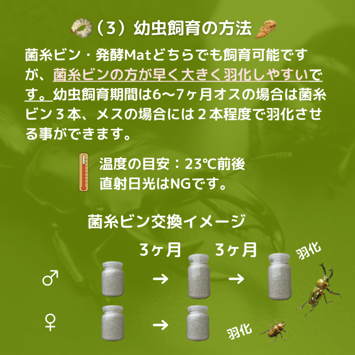 月夜野きのこ園クワガタ菌床販売部 / 紫紺ニジイロクワガタ単品B