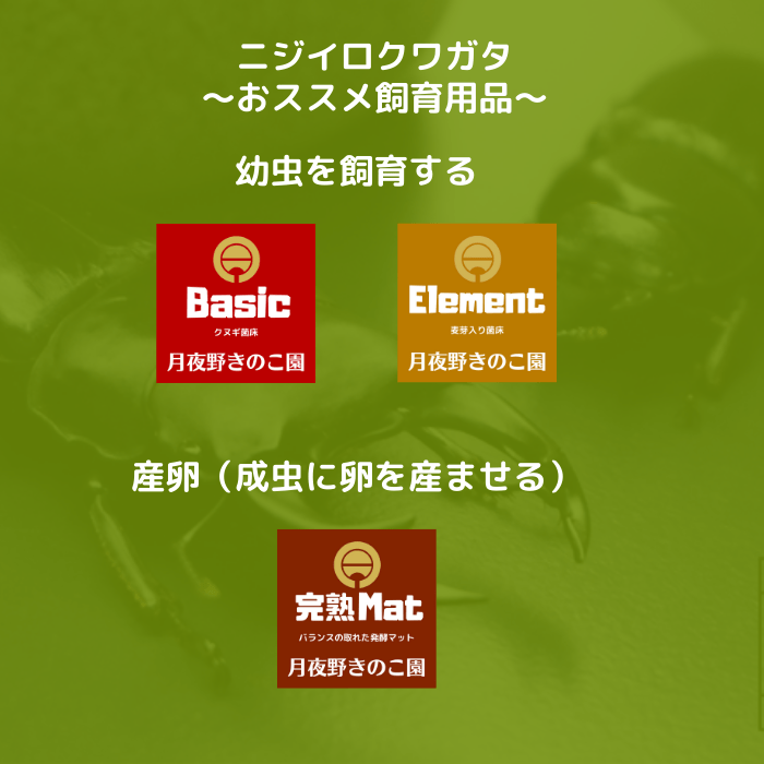 月夜野きのこ園クワガタ菌床販売部 / 紫紺ニジイロクワガタ単品B